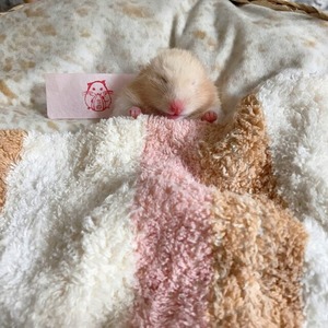 【名入れ】お名前はんこ＊ハムスター
