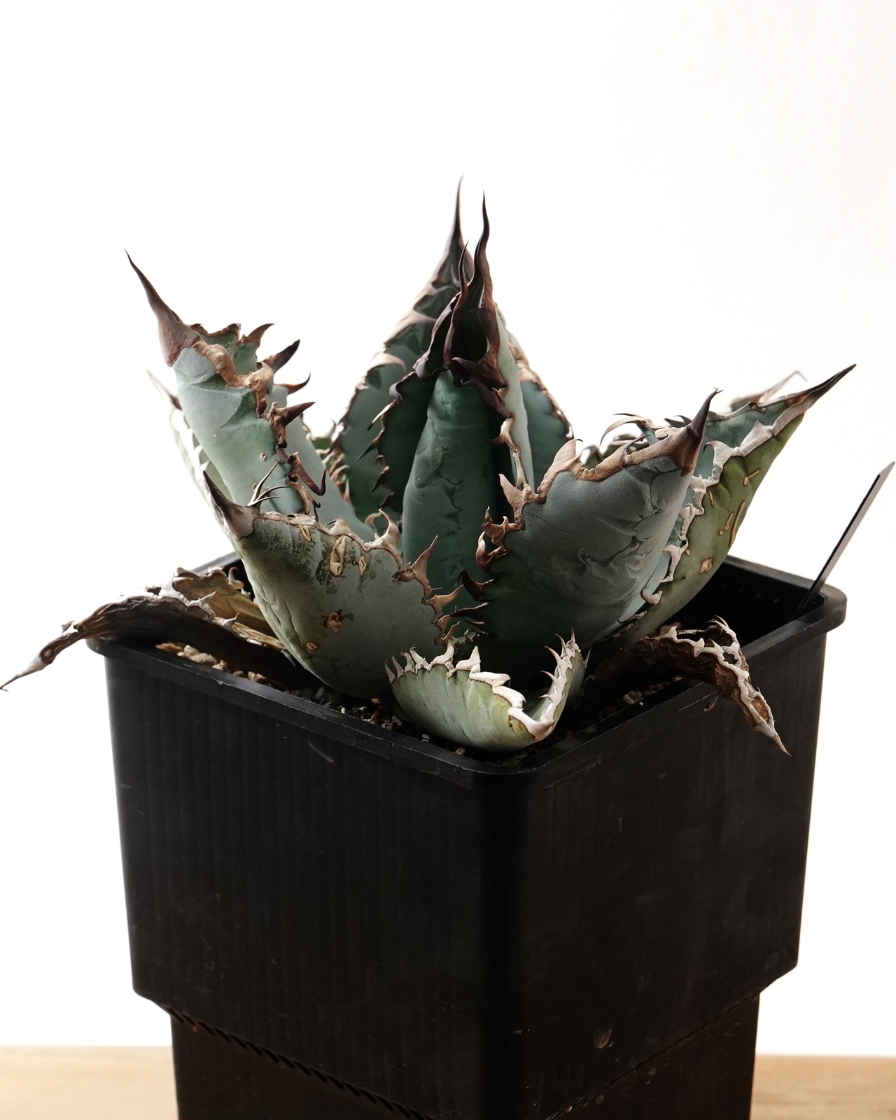 【PREMIUM】 抜き苗 ライオンズメーン Agave titanota 'Lion's Mane'