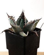 【PREMIUM】 抜き苗 ライオンズメーン Agave titanota 'Lion's Mane'