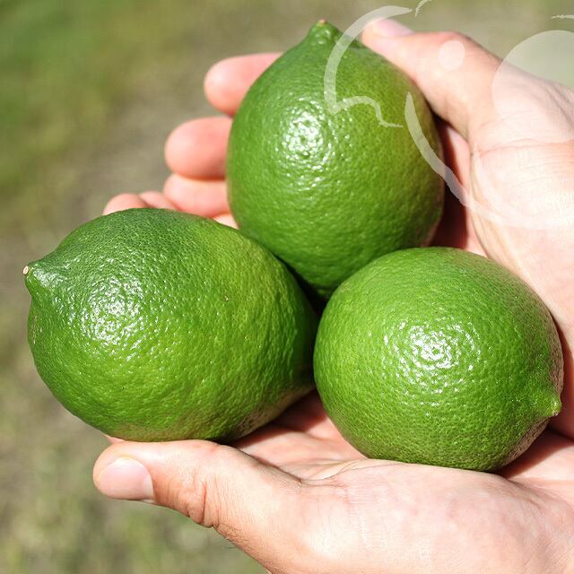 八つ葉しづるれもん翠緑(みどり) 3kg | 八つ葉農園