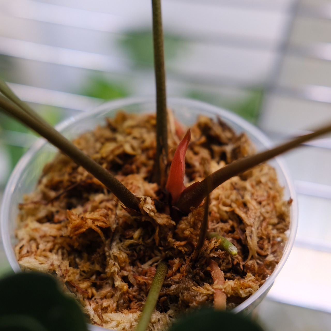 Anthurium 'Black Velvet' × Magnificum / アンスリウム ブラックベルベット×マグニフィカ厶