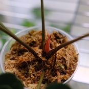 Anthurium 'Black Velvet' × Magnificum / アンスリウム ブラックベルベット×マグニフィカ厶