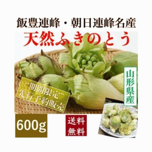 早期予約受付中 天然山菜 天然ふきのとう ６００ｇ/袋　自然の恵み　限定予約販売　送料無料