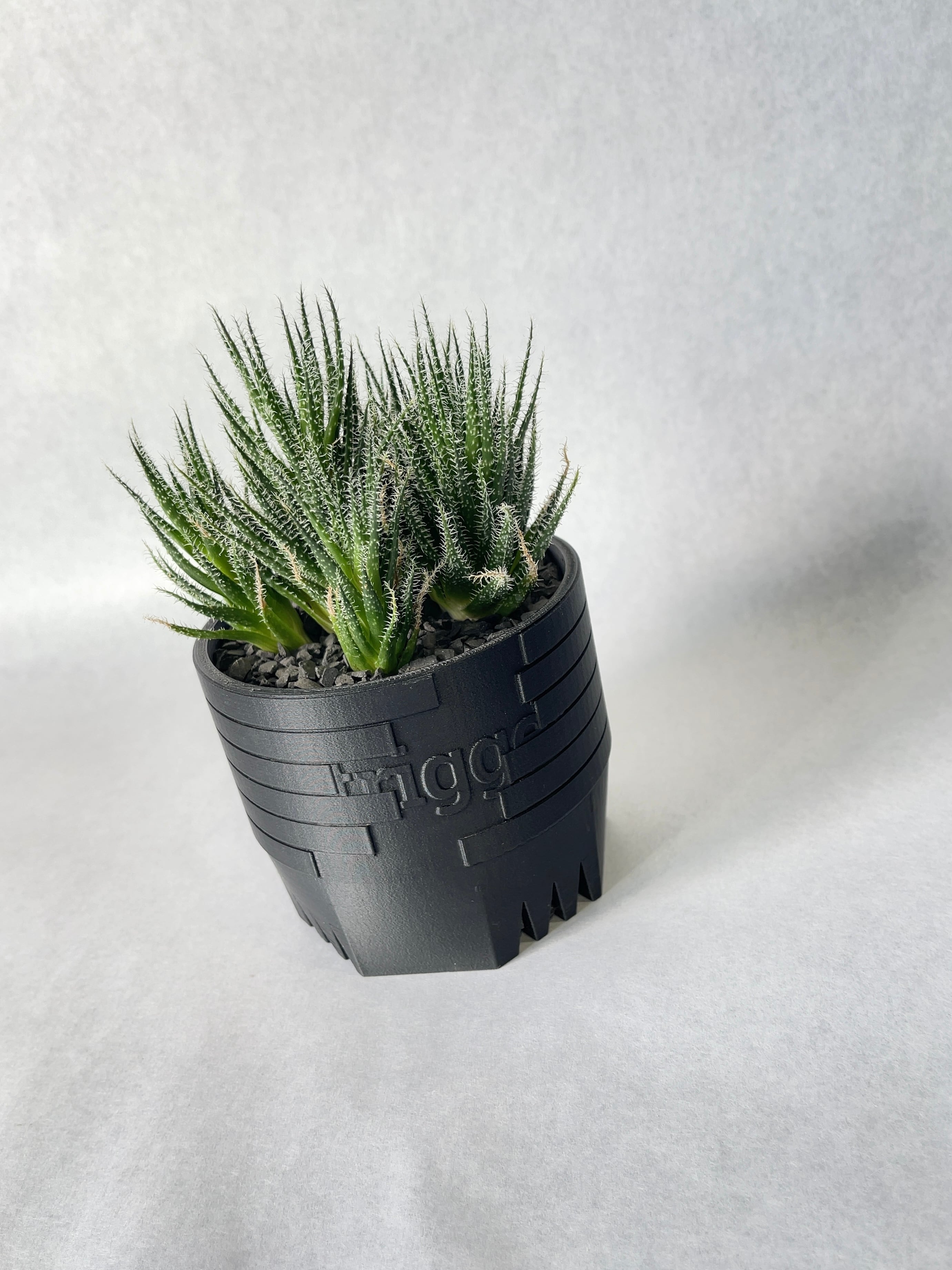 アロエ・ハオルチオイデス | trigger