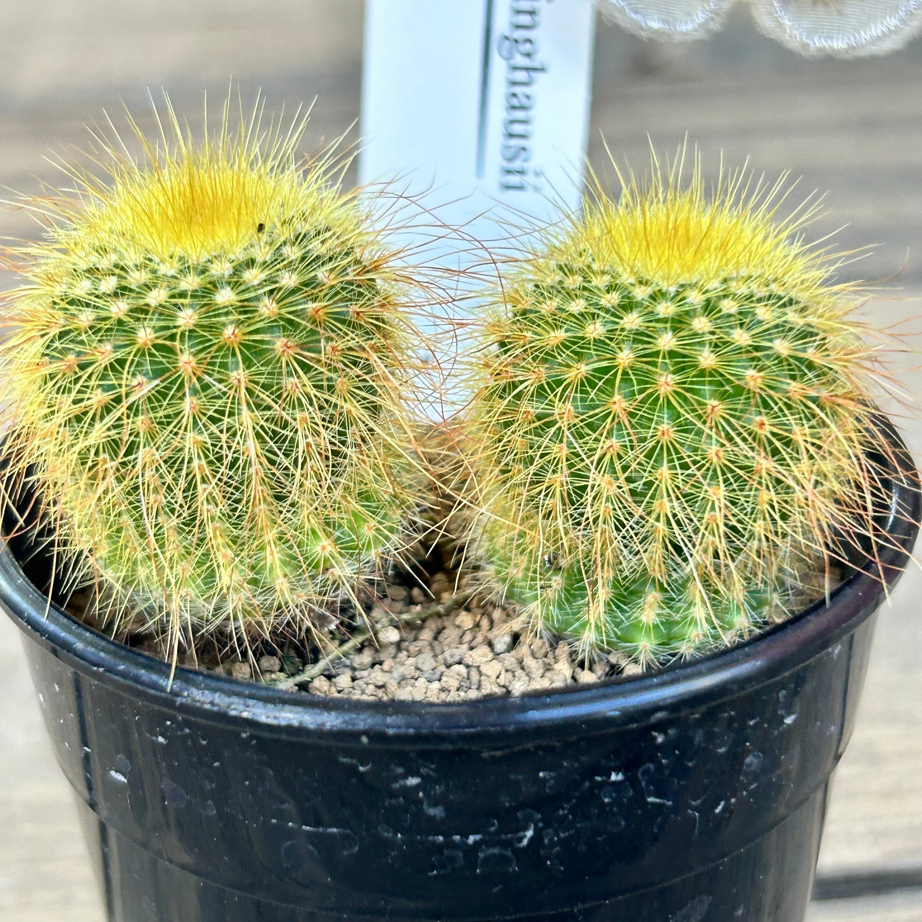 T)金晃丸 | RuPo 多肉植物専門店