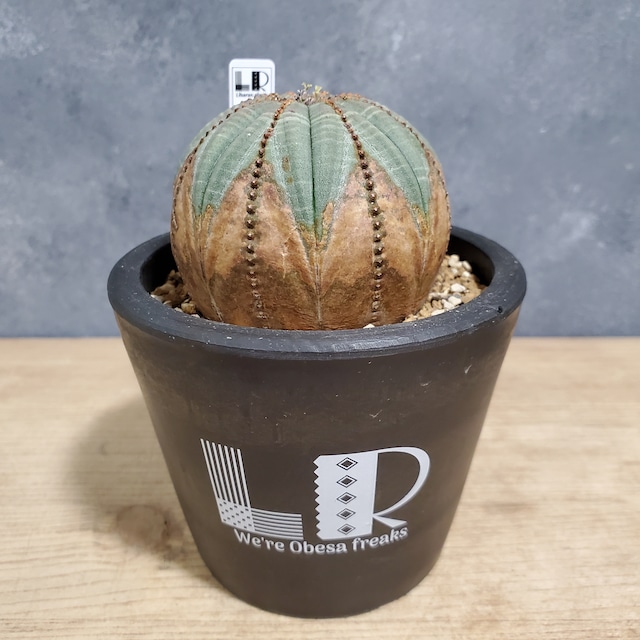 【木質化】Euphorbia obesa ユーフォルビア オベサ