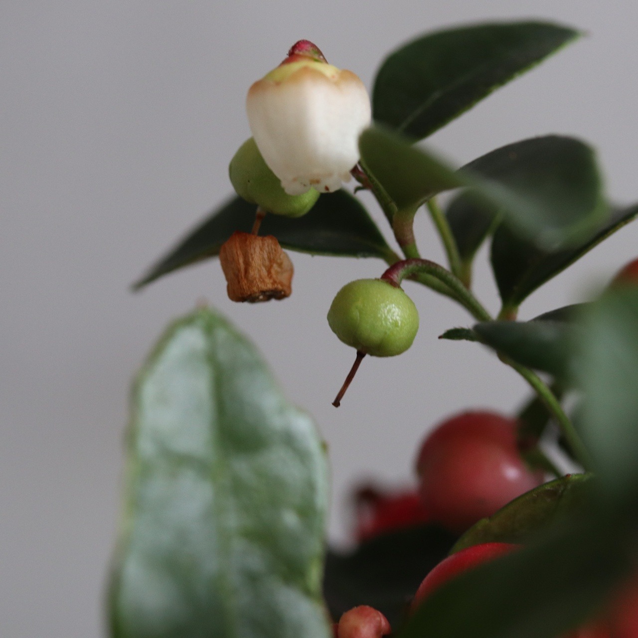 チェッカーベリー　赤い実　クリスマスの寄せ植え　寒さ強い　お花がかわいい
