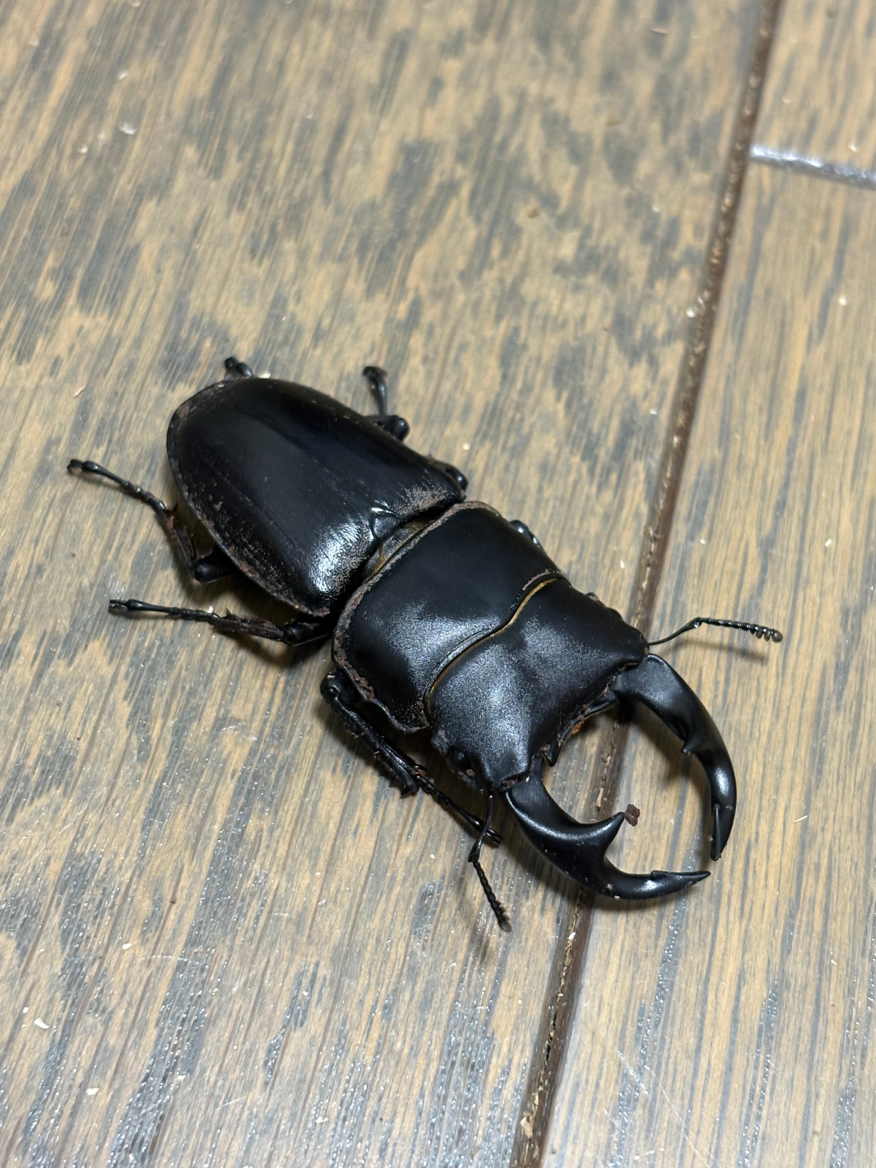 オオクワガタ久留米産82.5 mm