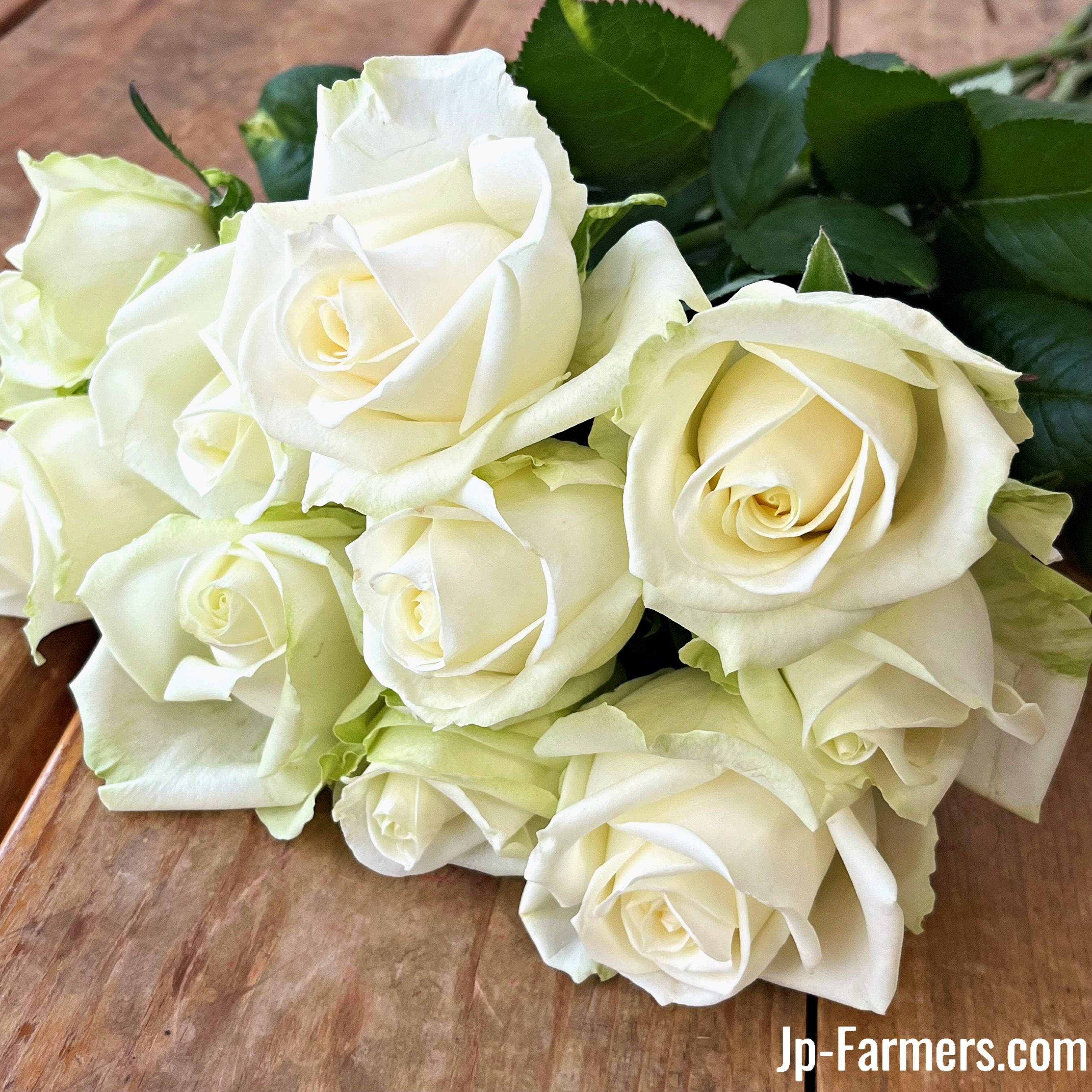 神田ばら園 10本 ☆バラ品種名： アバランチェ | 新鮮お花問屋 Jp