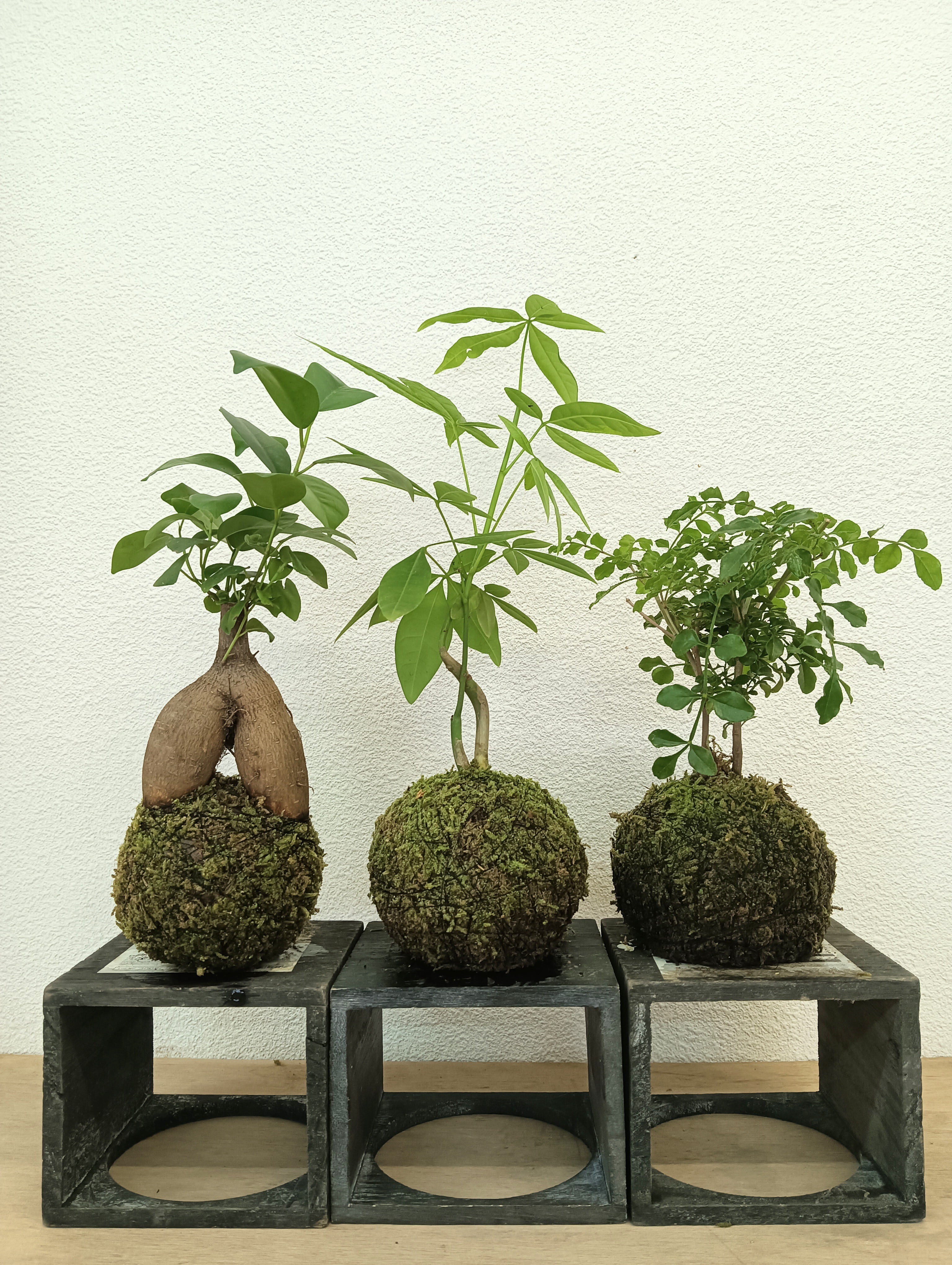 NORA spin off ノラスピンオフ ～阿賀の苔玉～ 旅する苔玉屋 苔玉・苔