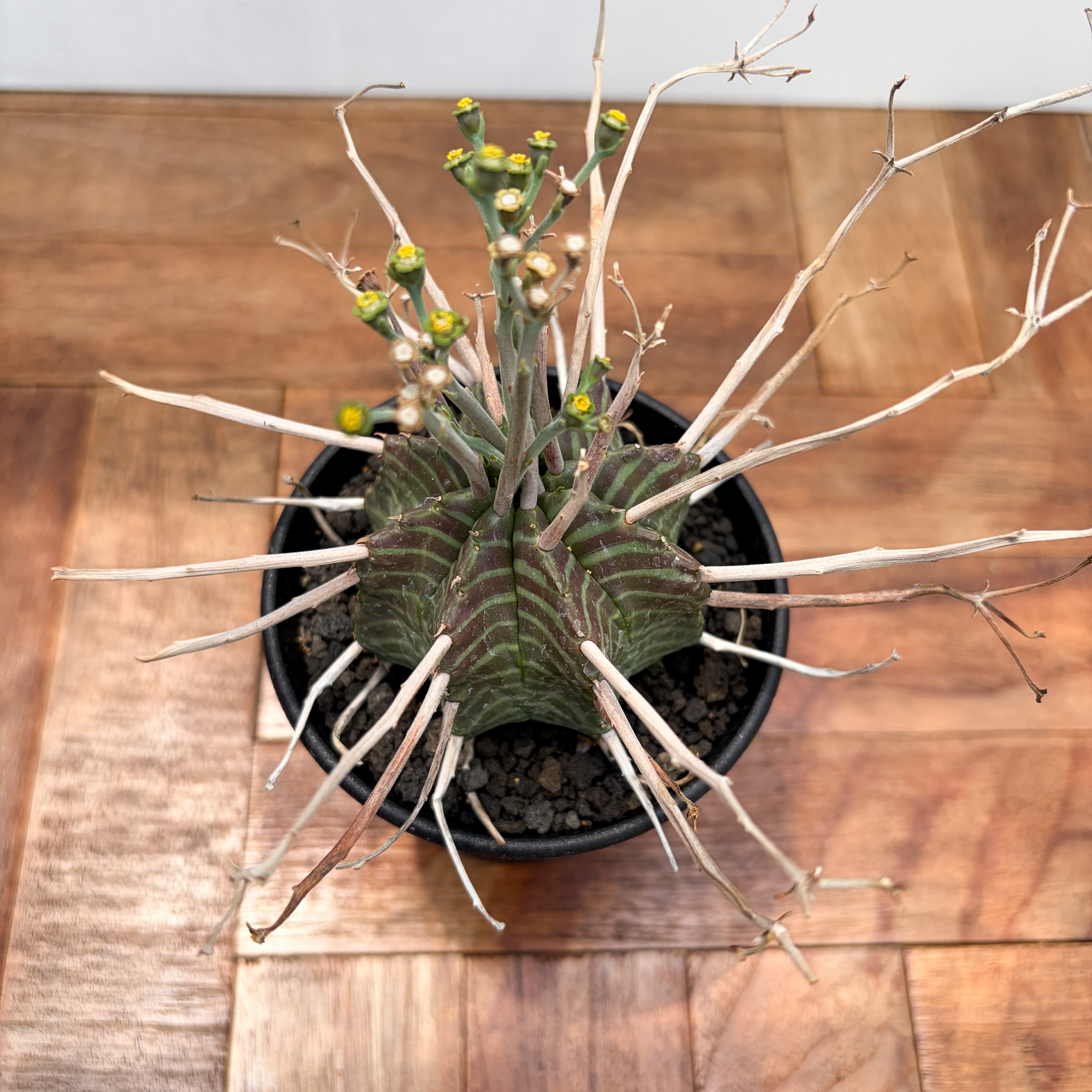 Euphorbia valida【ユーフォルビア・強棘バリダ】 | RIMO'S GREEN