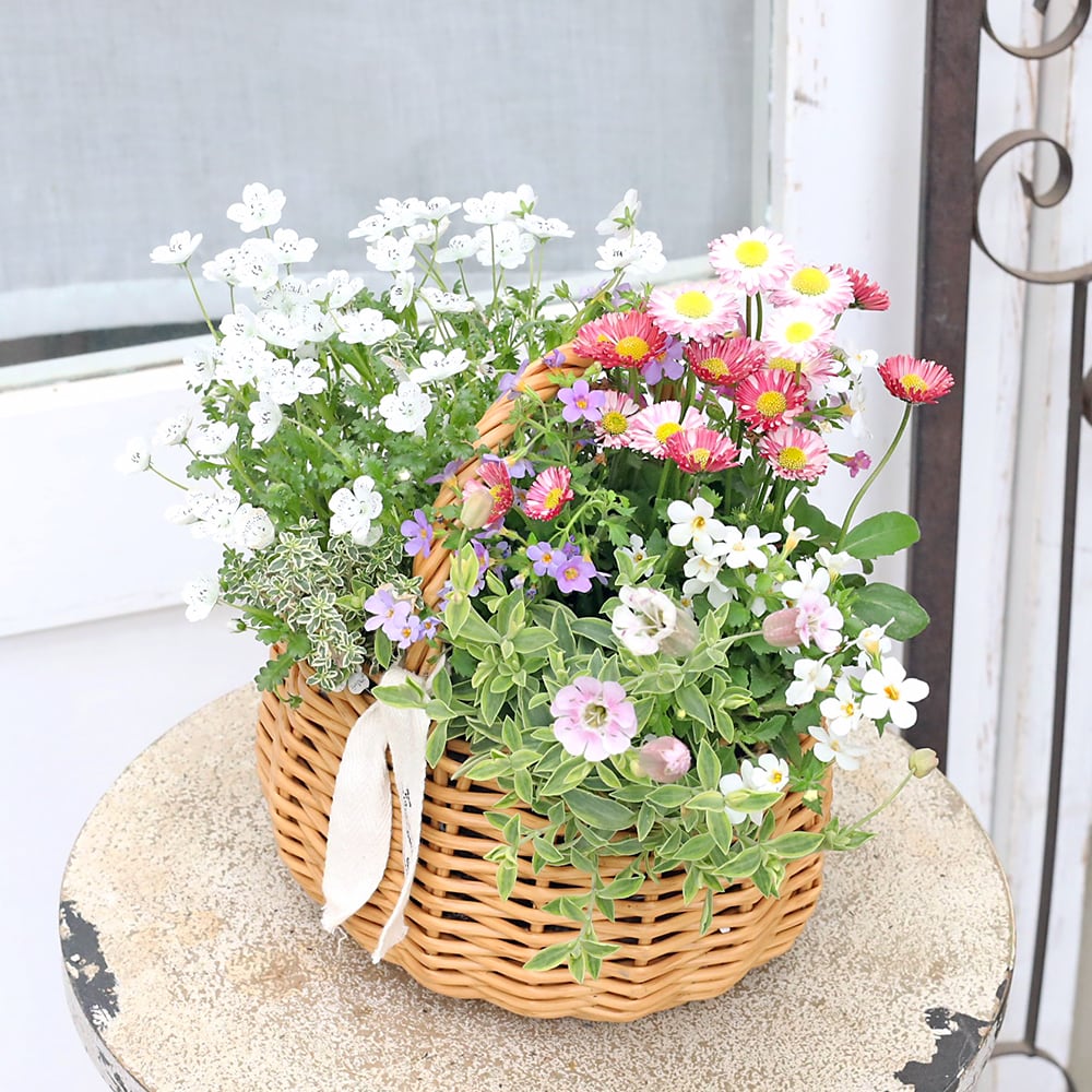 ❇バスケット寄せ植え❥母の日ギフトにも 季節の花 寄せ植え おまかせ バスケット プチ ナチュラル おしゃれ 母