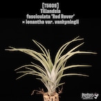 【送料無料】fasciculata 'Red Rover' × ionantha var. vanhyningii〔エアプランツ〕現品発送T5609