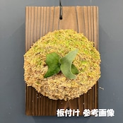 【秋の植え替えフェア対象】【セット】ビカクシダ　ウィリンキー　リトルラナ