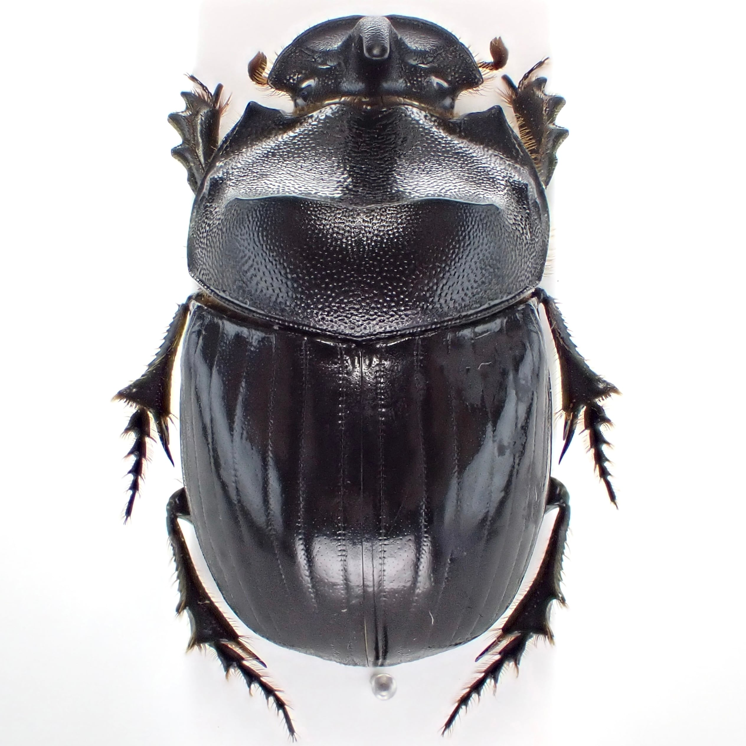 標本用品 Acantholophus sp 標本用品 Acantholophus sp 標本用品