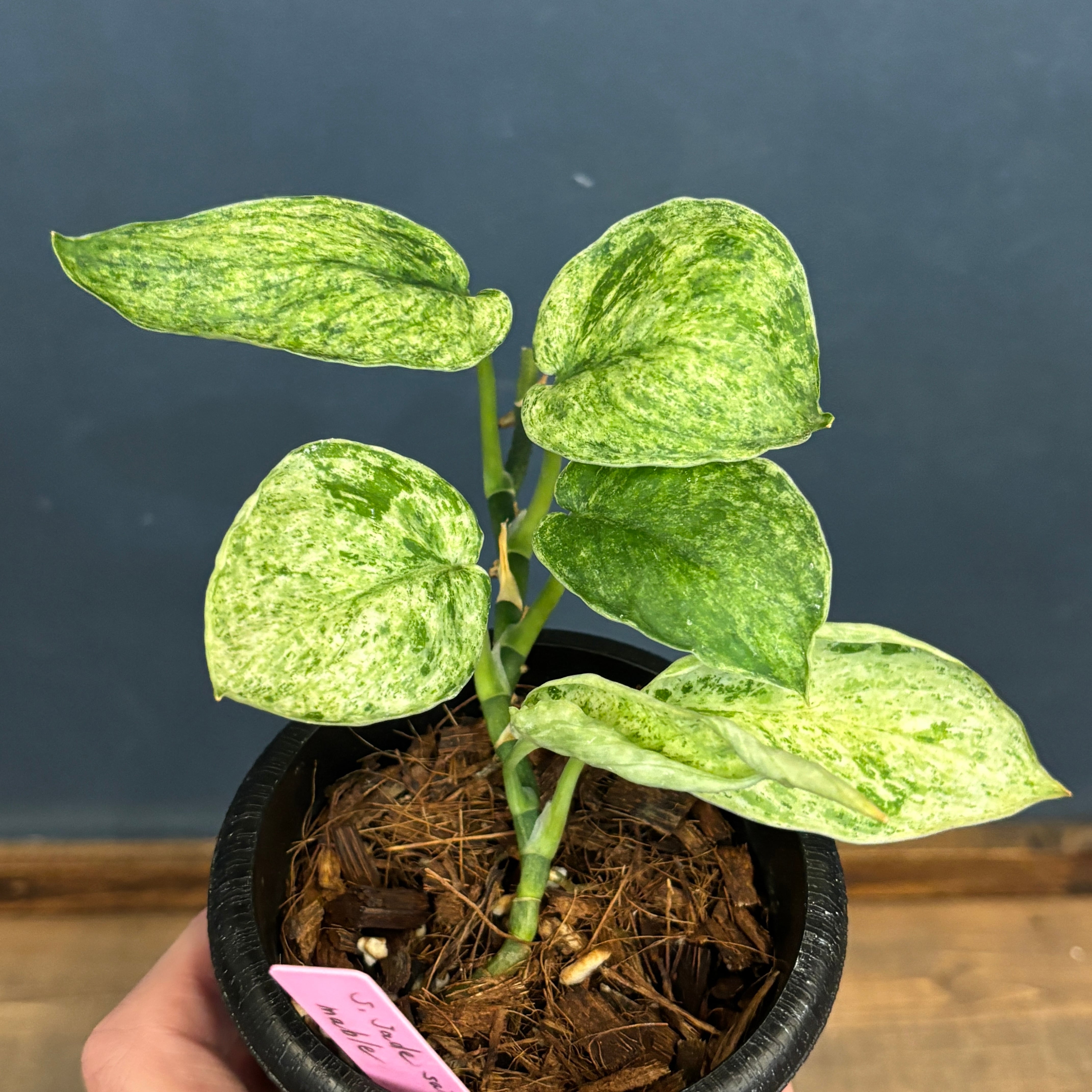 レアプランツ | PROTOLEAF プロトリーフ