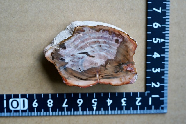 珪化木 Araucarioxylon 16