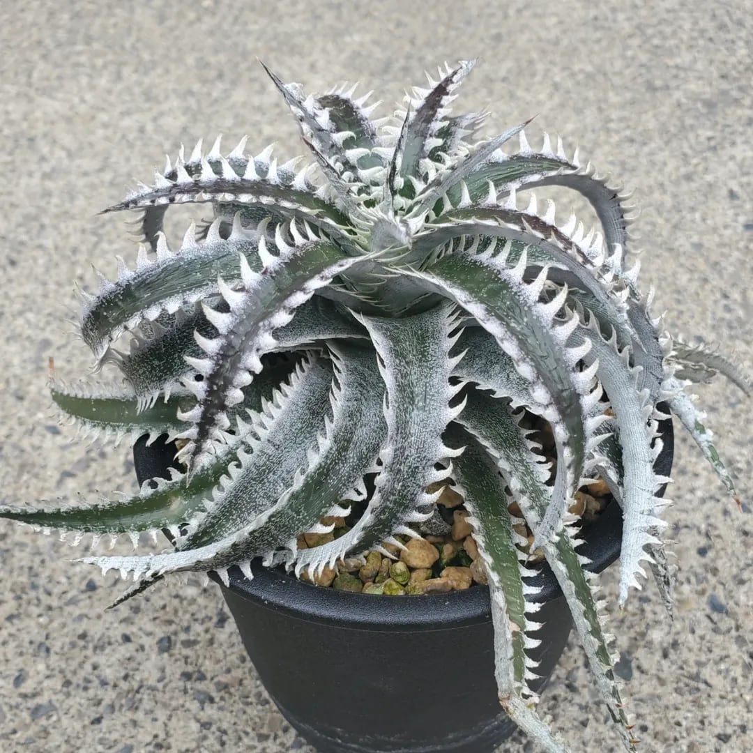 F00133_Dyckia 'Larry the Chopper' x 'Heaven and Hell'：ディッキア