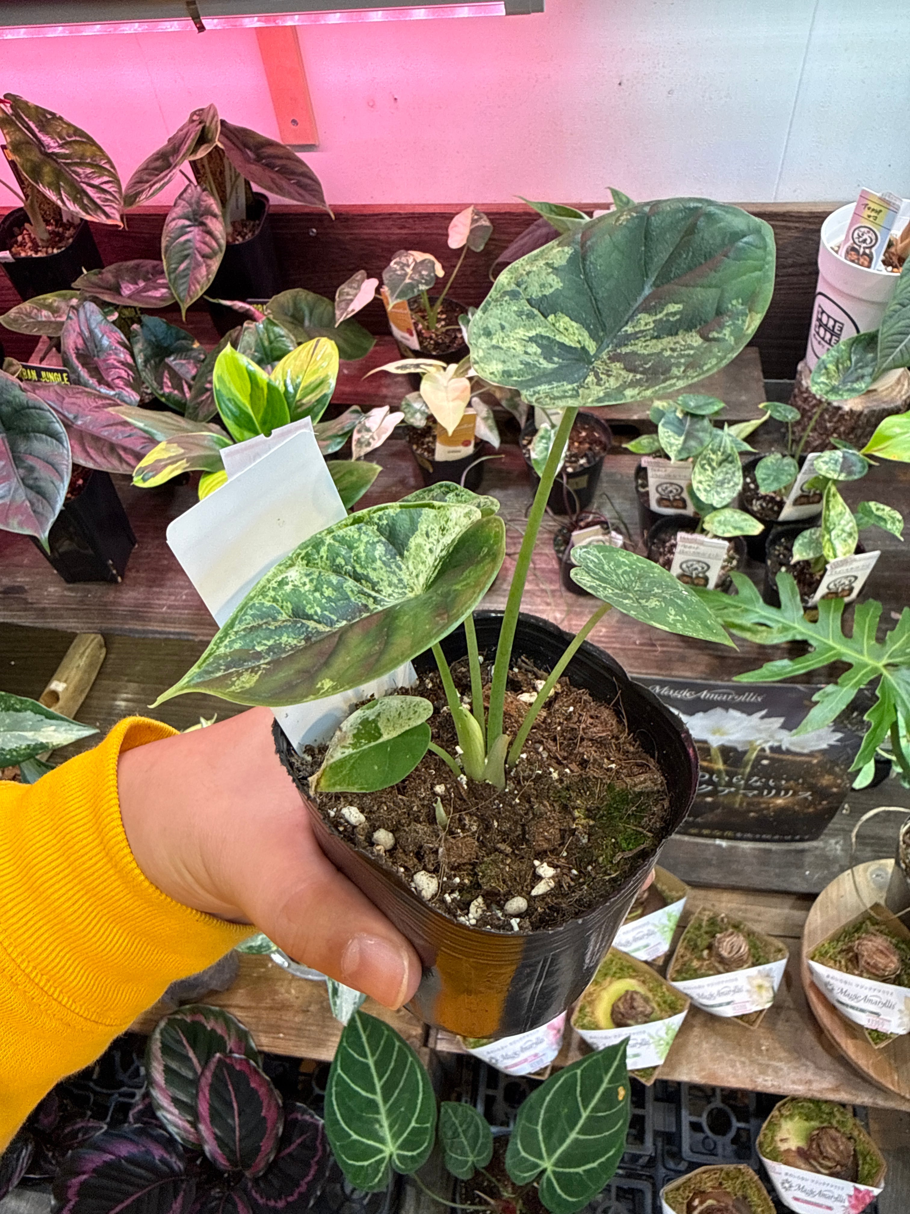 ⑤アロカシア ドラゴンスケールミント斑入り | Gardenえん 【観葉熱帯