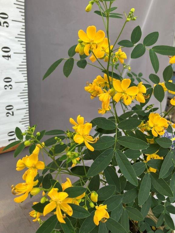 ワシントンヤシ 5号 | 日本ライン花木センター