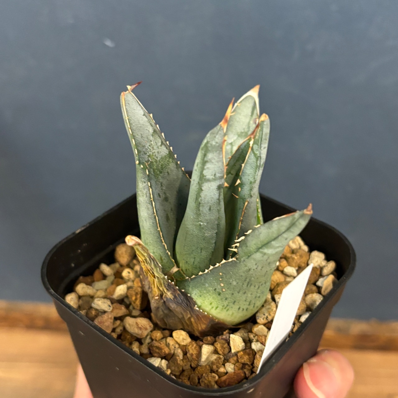 アガベ プミラ【58】