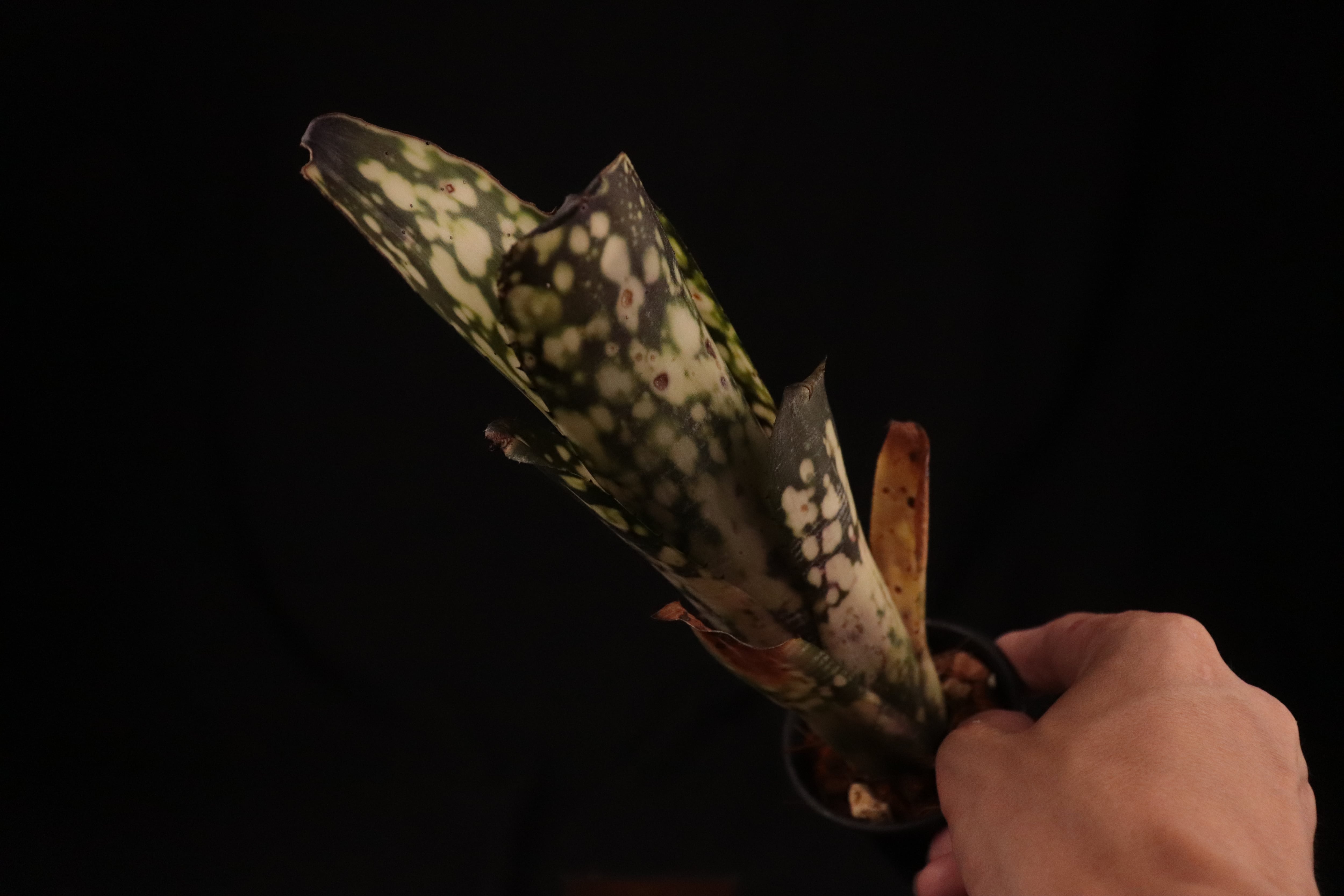 reserved】Billbergia 'Talbot fruit cake'〔ビルベルギア〕現品発送