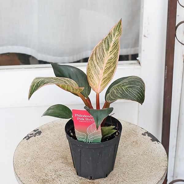 値下げセール 観葉植物 フィロデンドロン ピンクバーキン 3.5号 斑入り