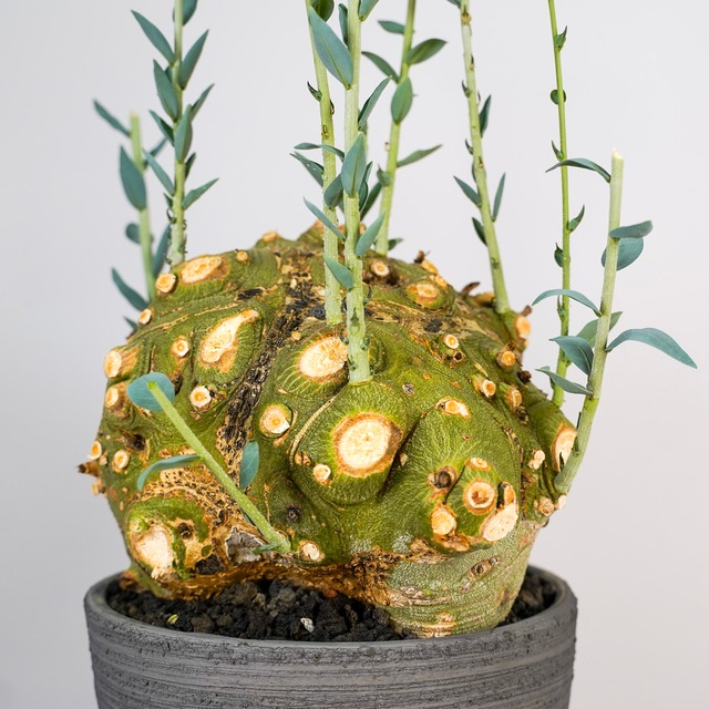 F70 アデニア ペチュエリー Adenia pechuelii ナミビア産 発根済み 現地球