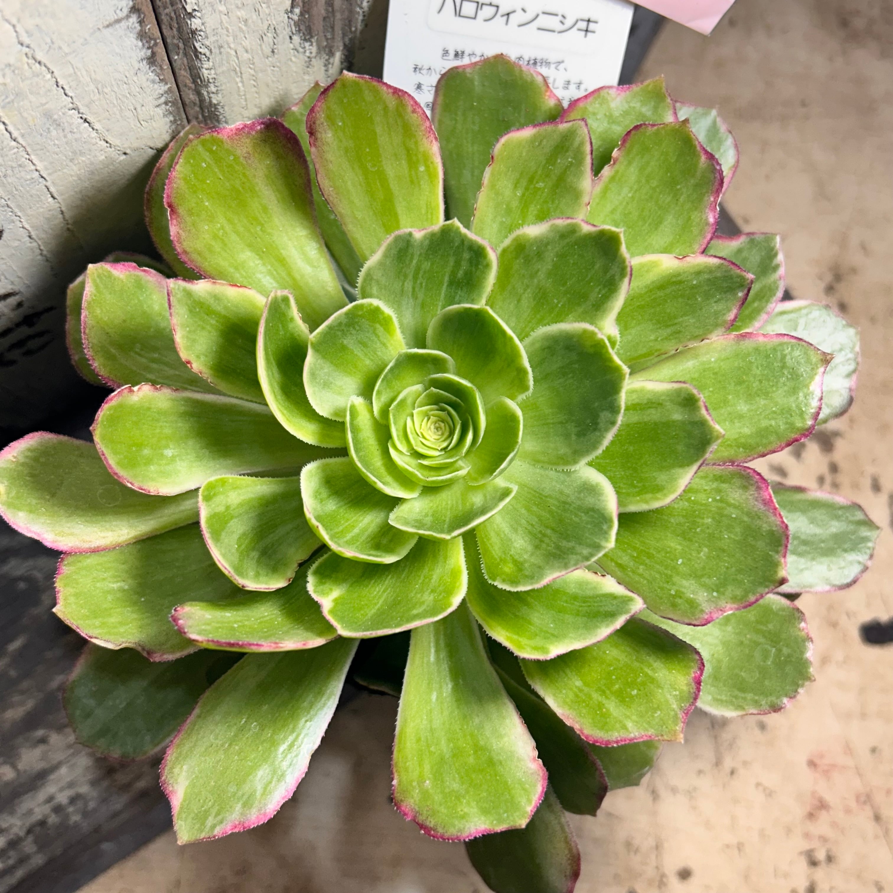 錦 | RuPo 多肉植物専門店