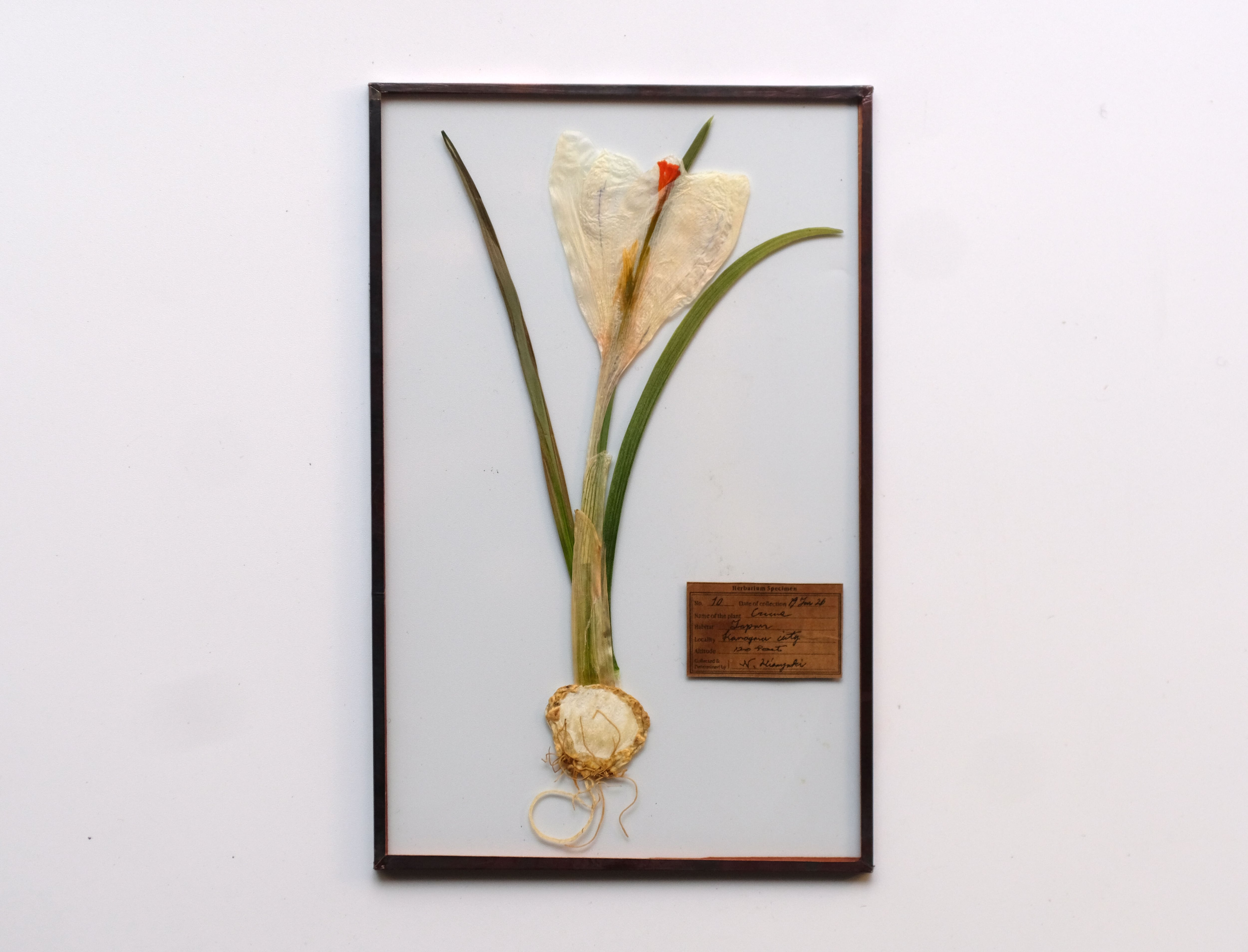 Glass Speciment /ガラス標本 | はいいろオオカミ＋花屋西別府商店