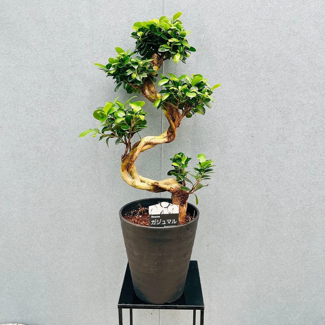 現品］【希少】30番 クワズイモ 斑入り 8号 白斑 観葉植物 室内 レア