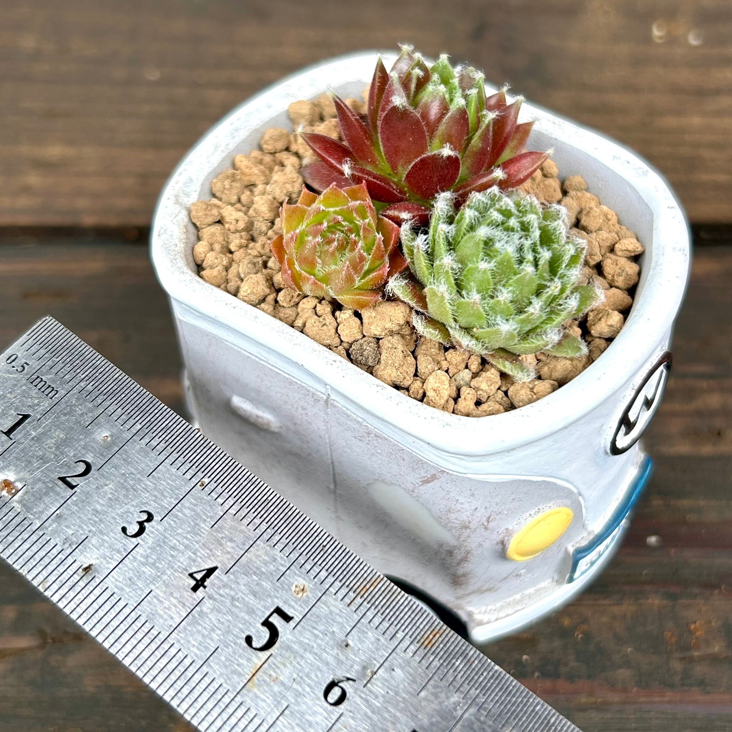T)センペル寄せ植え(鉢付き | RuPo 多肉植物専門店