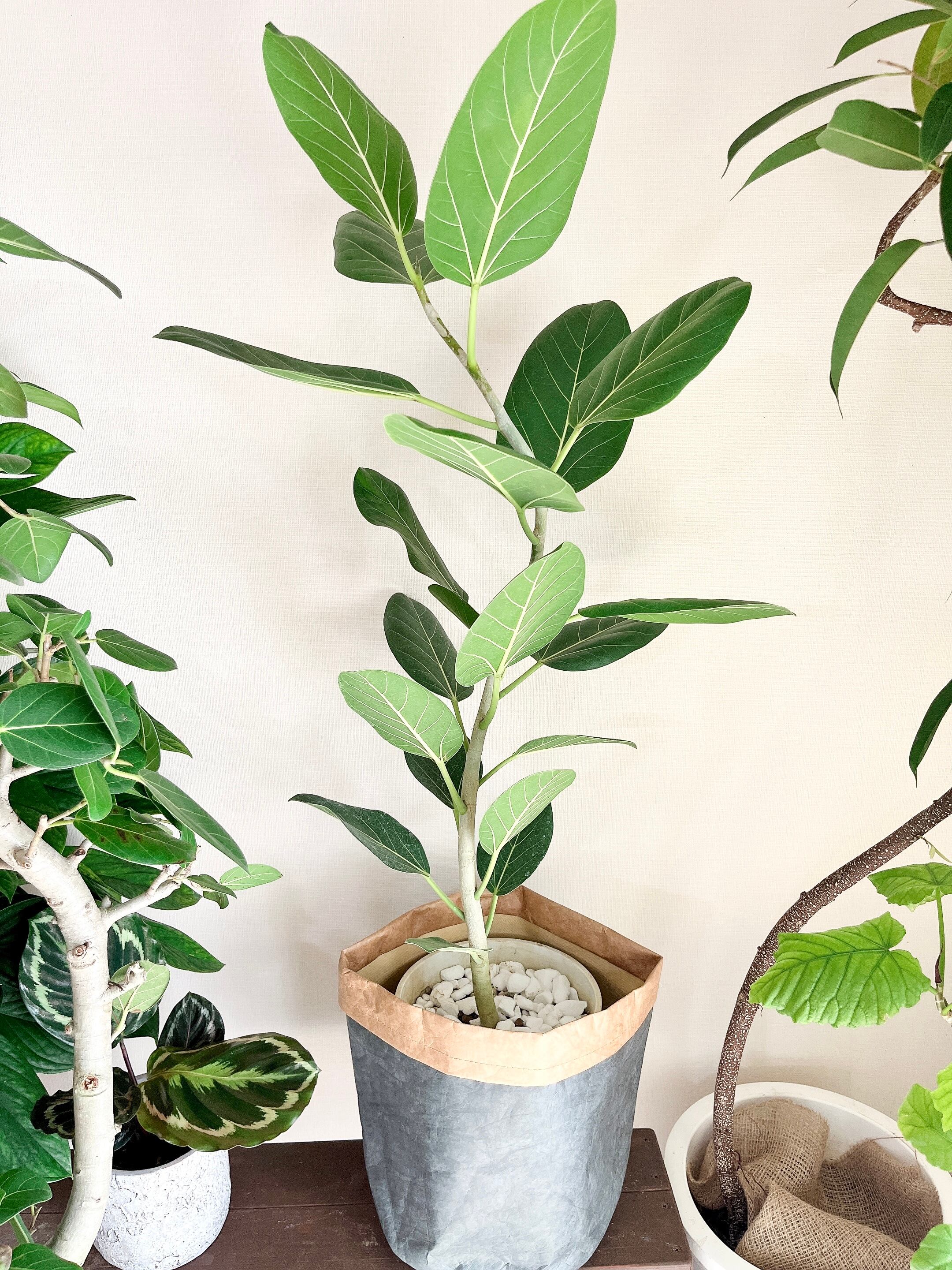 売れ筋ランキングも掲載中 7号 フィカスベンガレンシス 一点もの 観葉植物 曲がり 送料込み 植物 観葉植物 Nicholaskralev Com