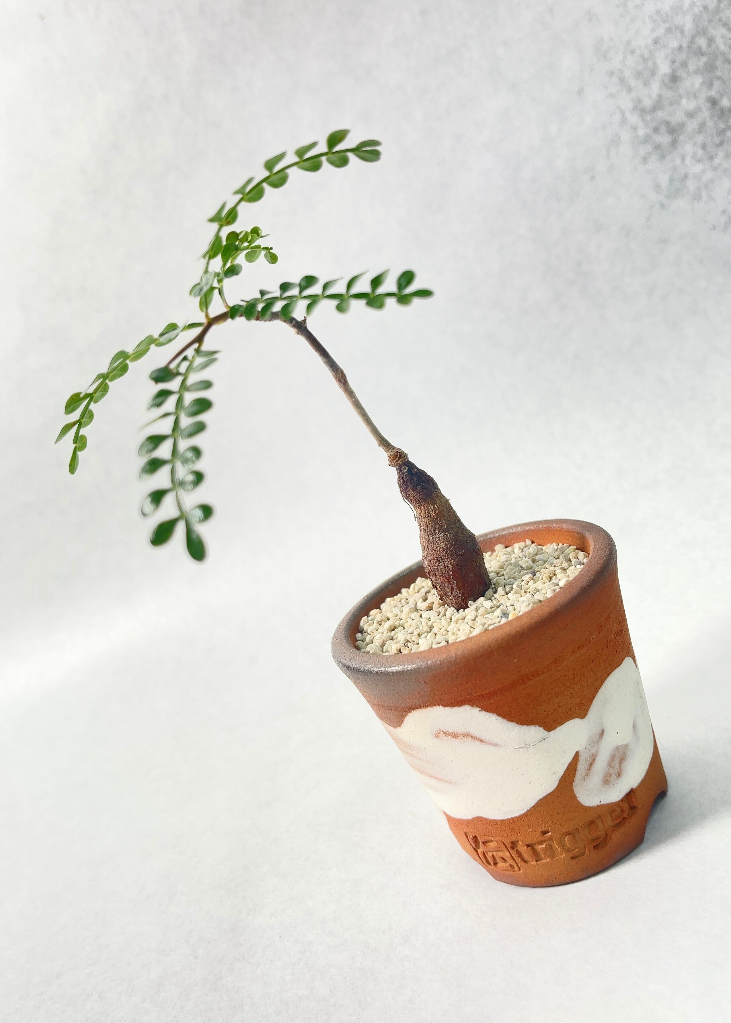 オペルクリカリア・パキプス