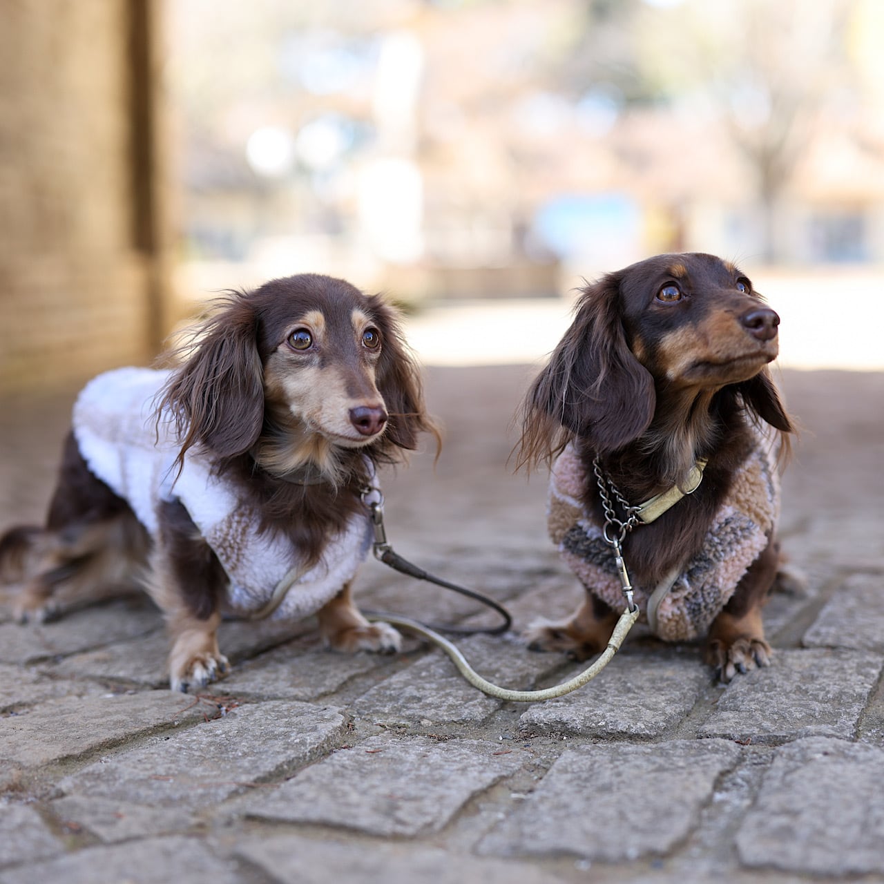 ベアウォーム ボアベスト | カニンヘンダックスとミニチュア