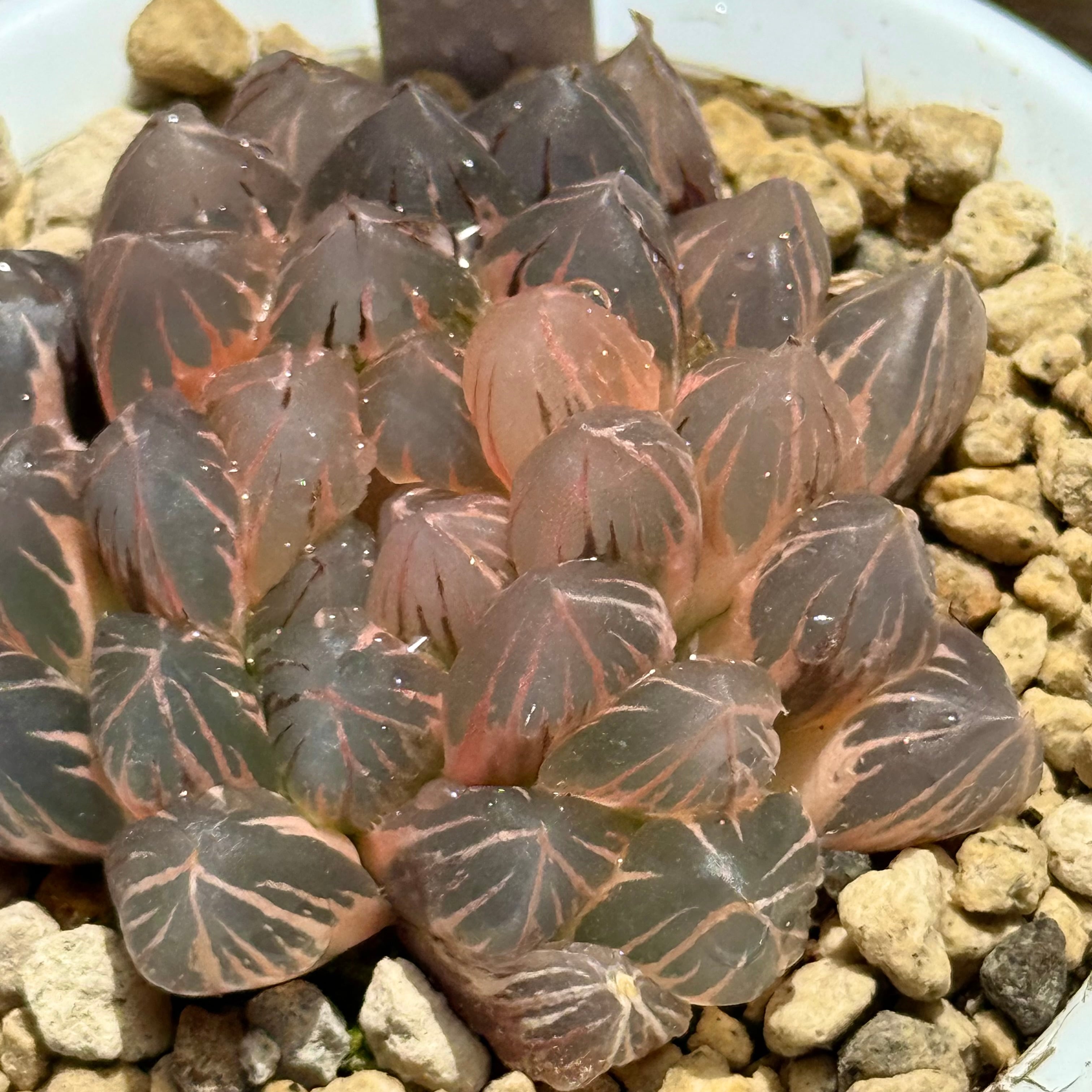 紫王オブツーサ錦 B157 糊斑超美株 | 珍しいハオ楽園