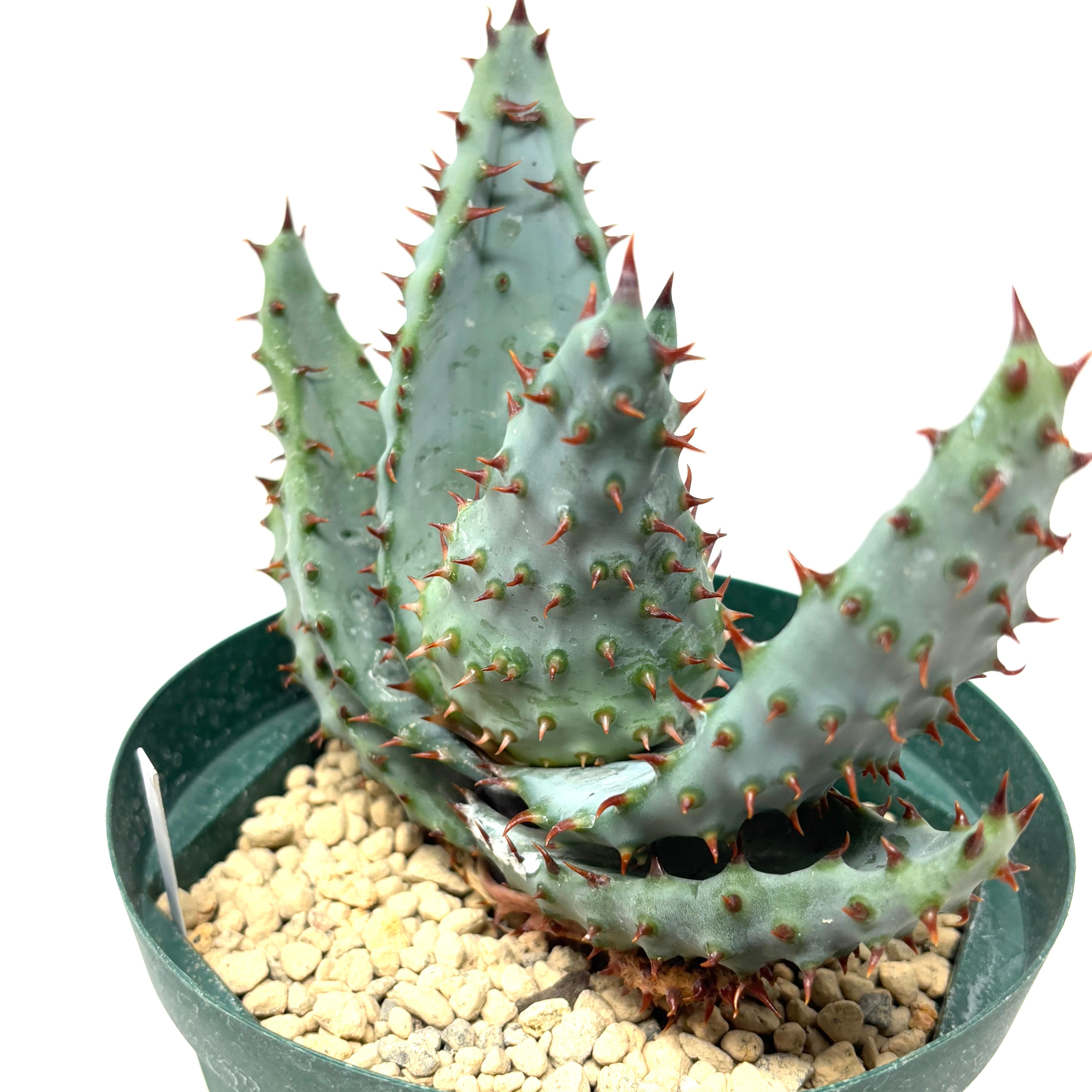 アロエ マルロシー | PROTOLEAF プロトリーフ