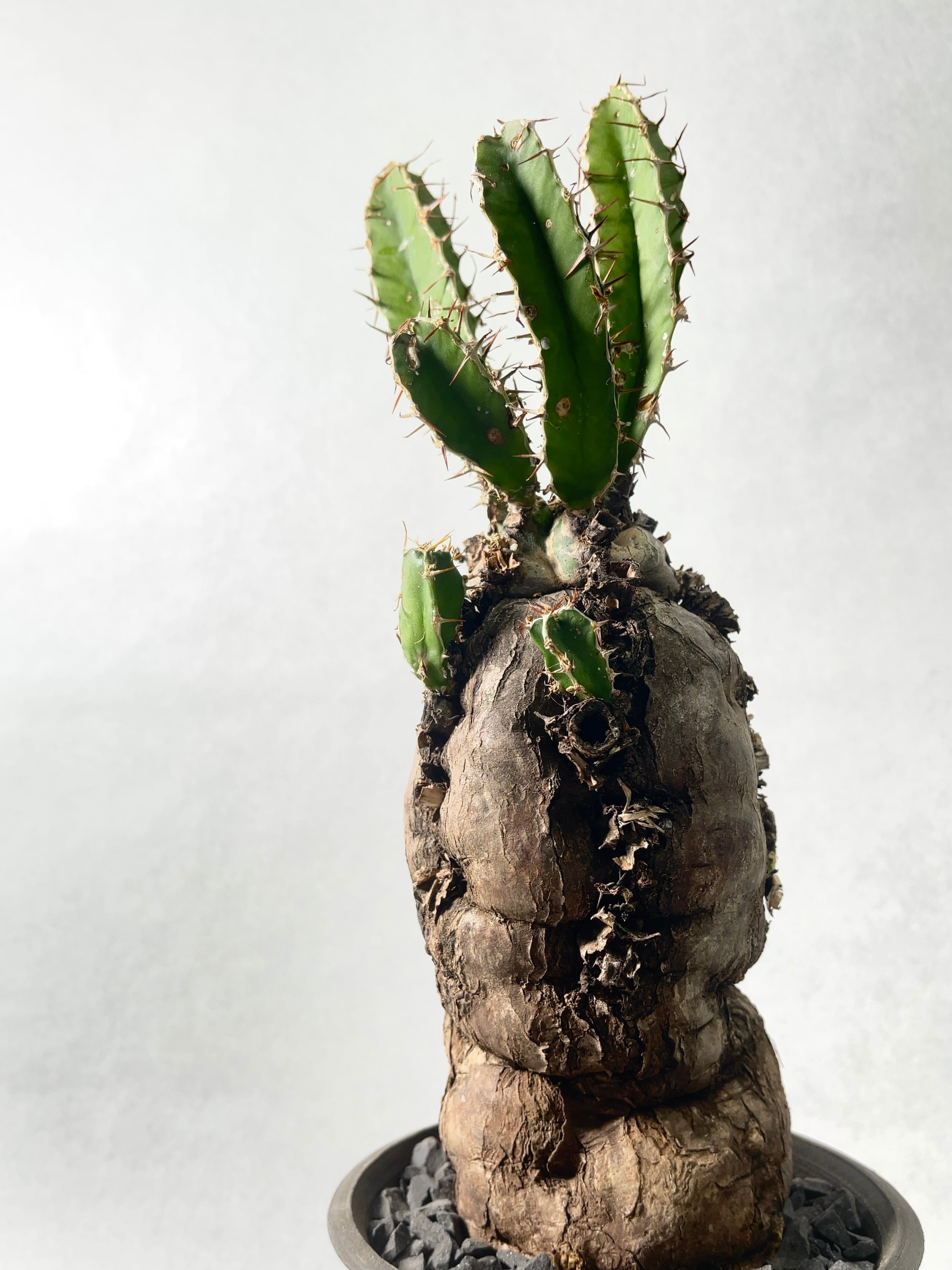 ユーフォルビア・ムランジーナ | trigger