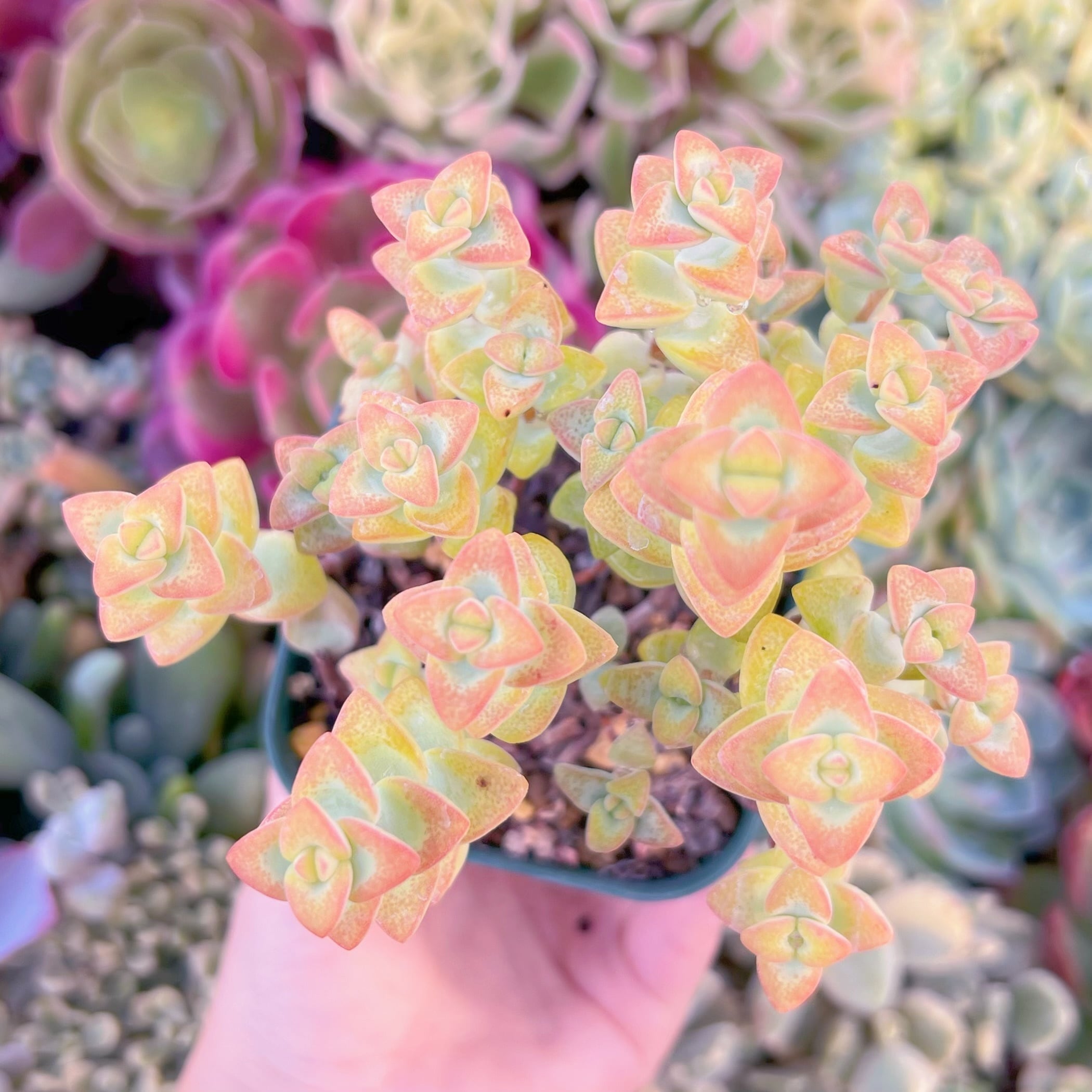 現品　ラブハート#F057　るる農園