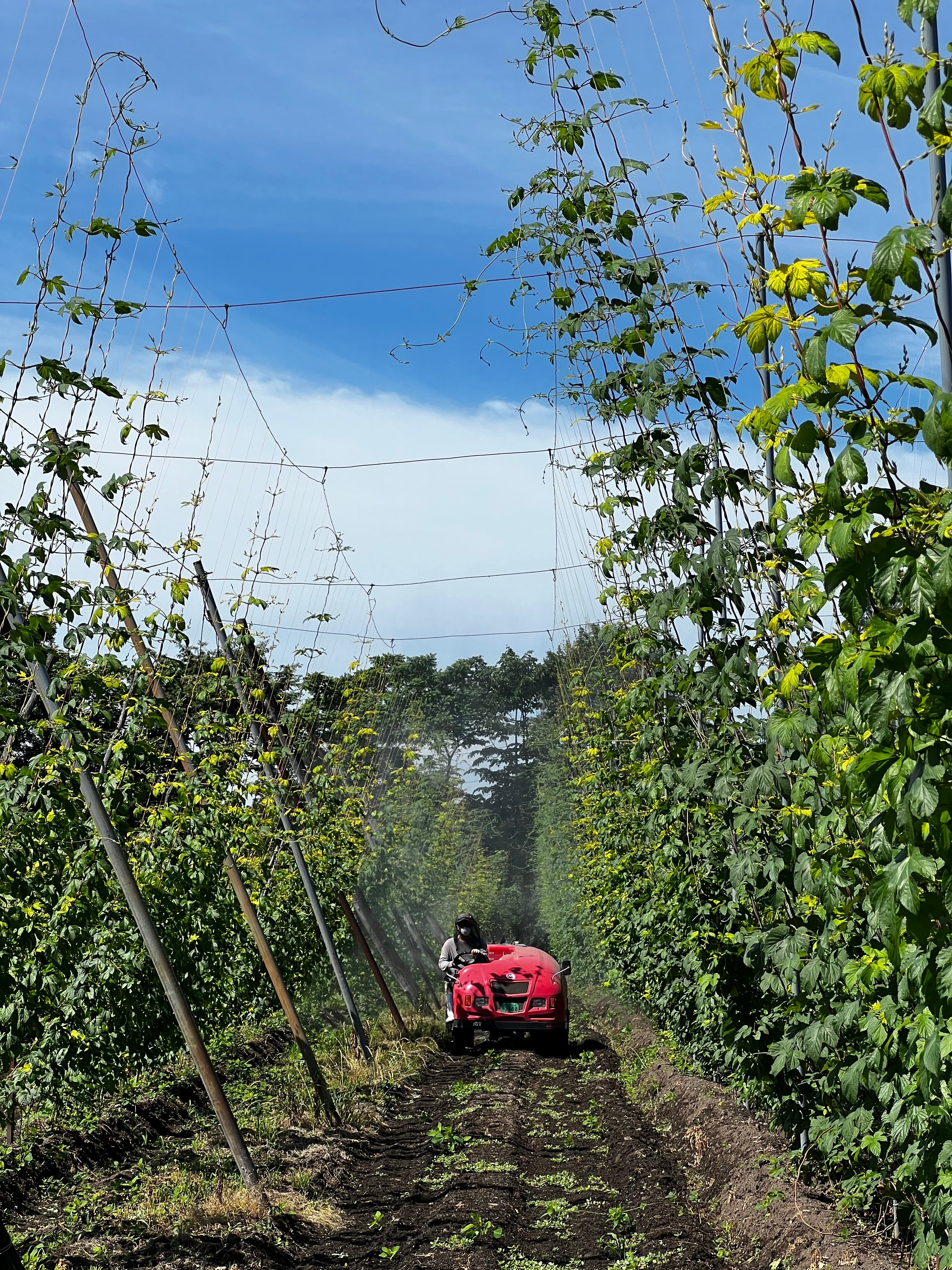 ◇白鷹産カスケードホップ使用◇ 【天童ブルワリー・そよ風ホップ