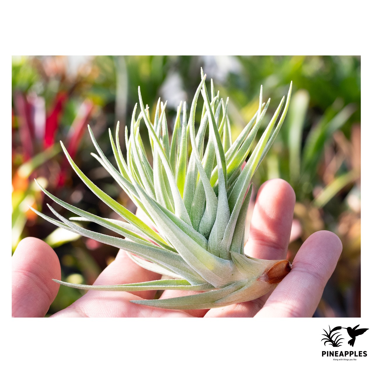 Tillandsia aeranthos var. alba 【現品】 - 1