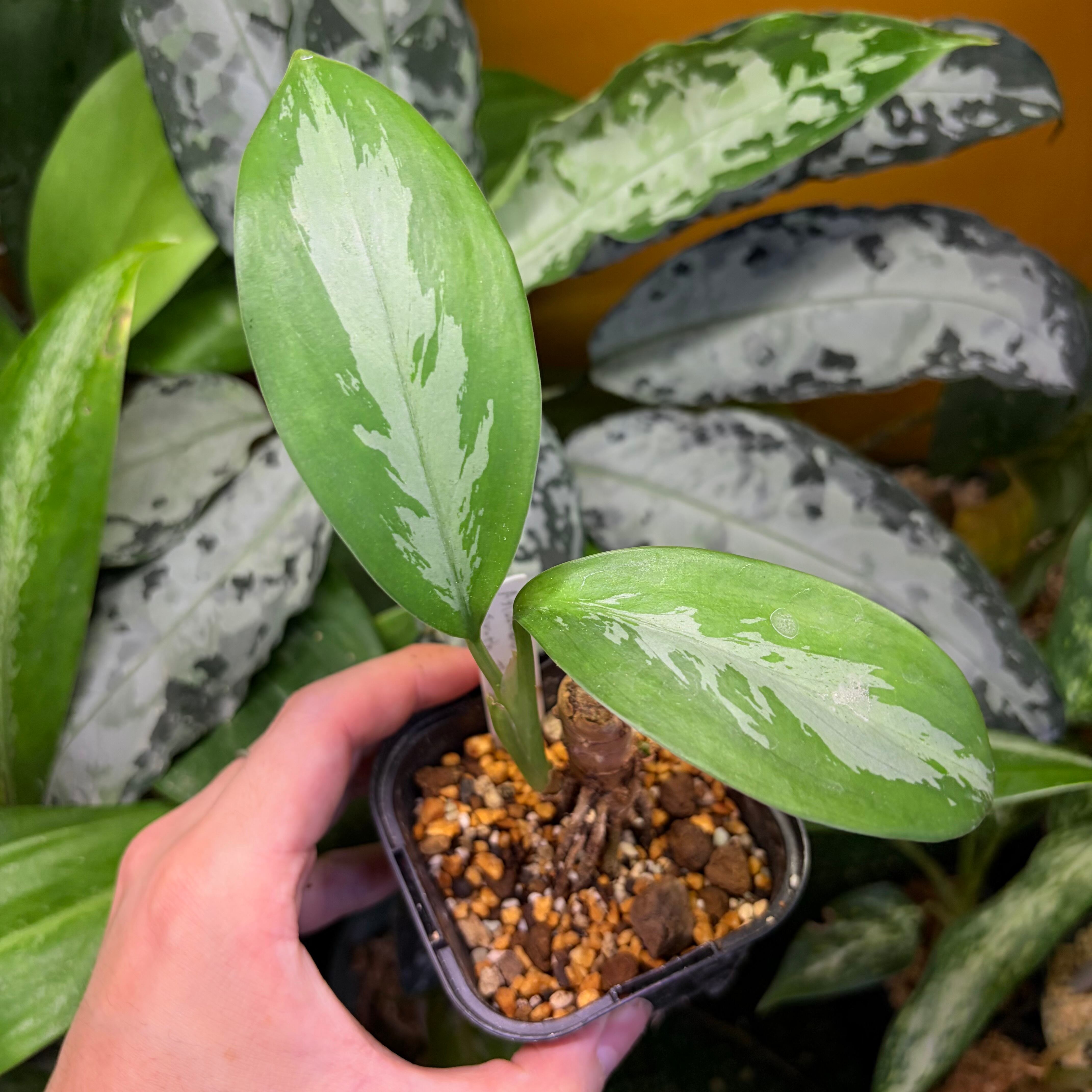 Homalomena sp. 花緑青 Tapanuli Selatan 【ZOE1025-4p】 銀葉個体