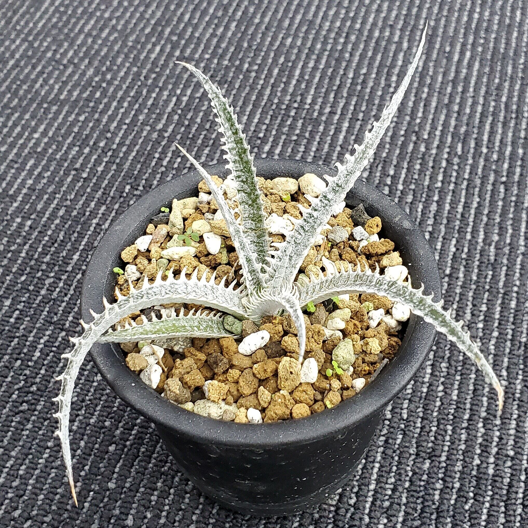 ディッキア ビルベイカー Dyckia tracking code ACC