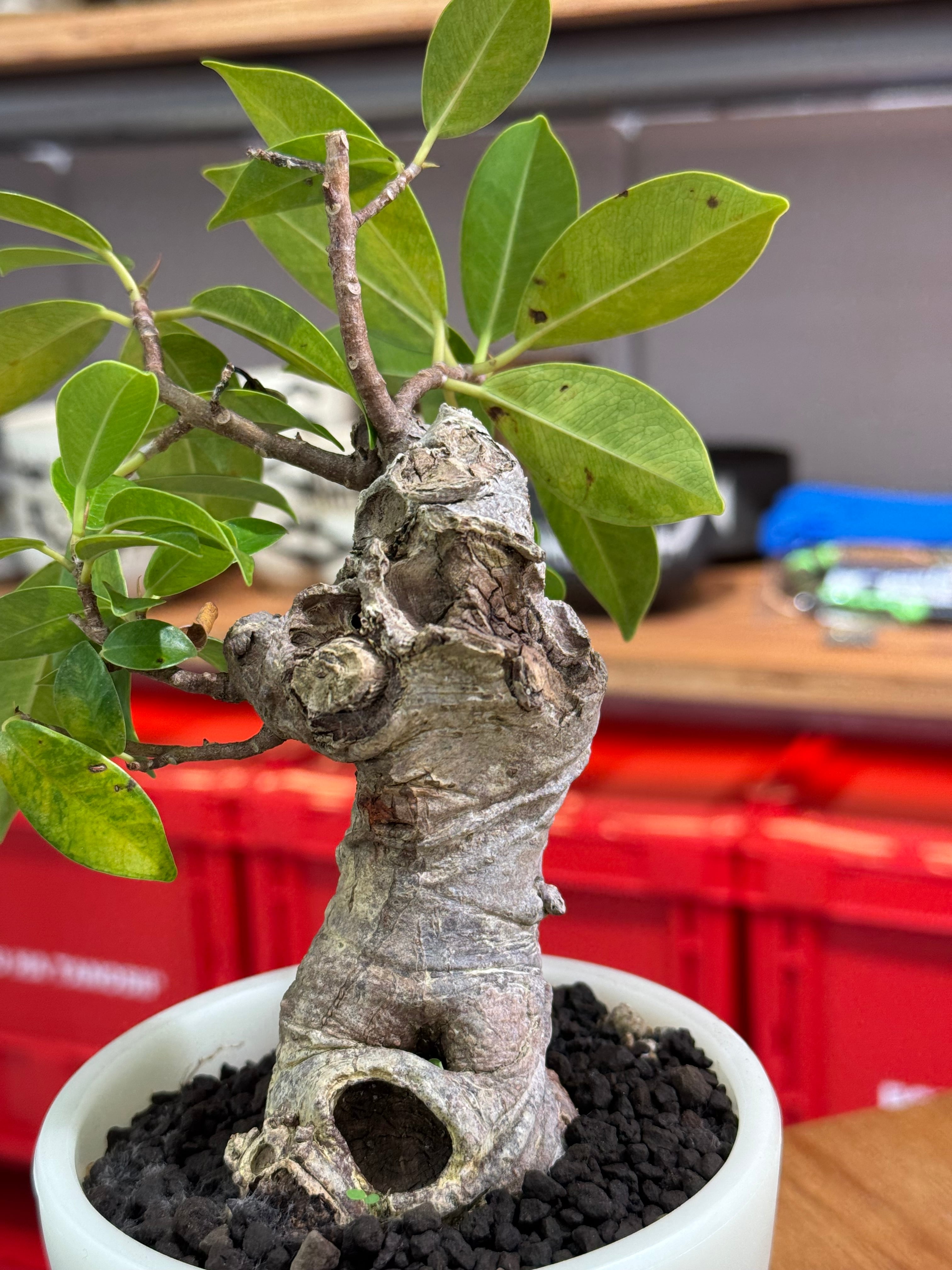 新着】Ficus microcarpa 【ガジュマル 琉球盆栽】× ボクタノ鉢 GID