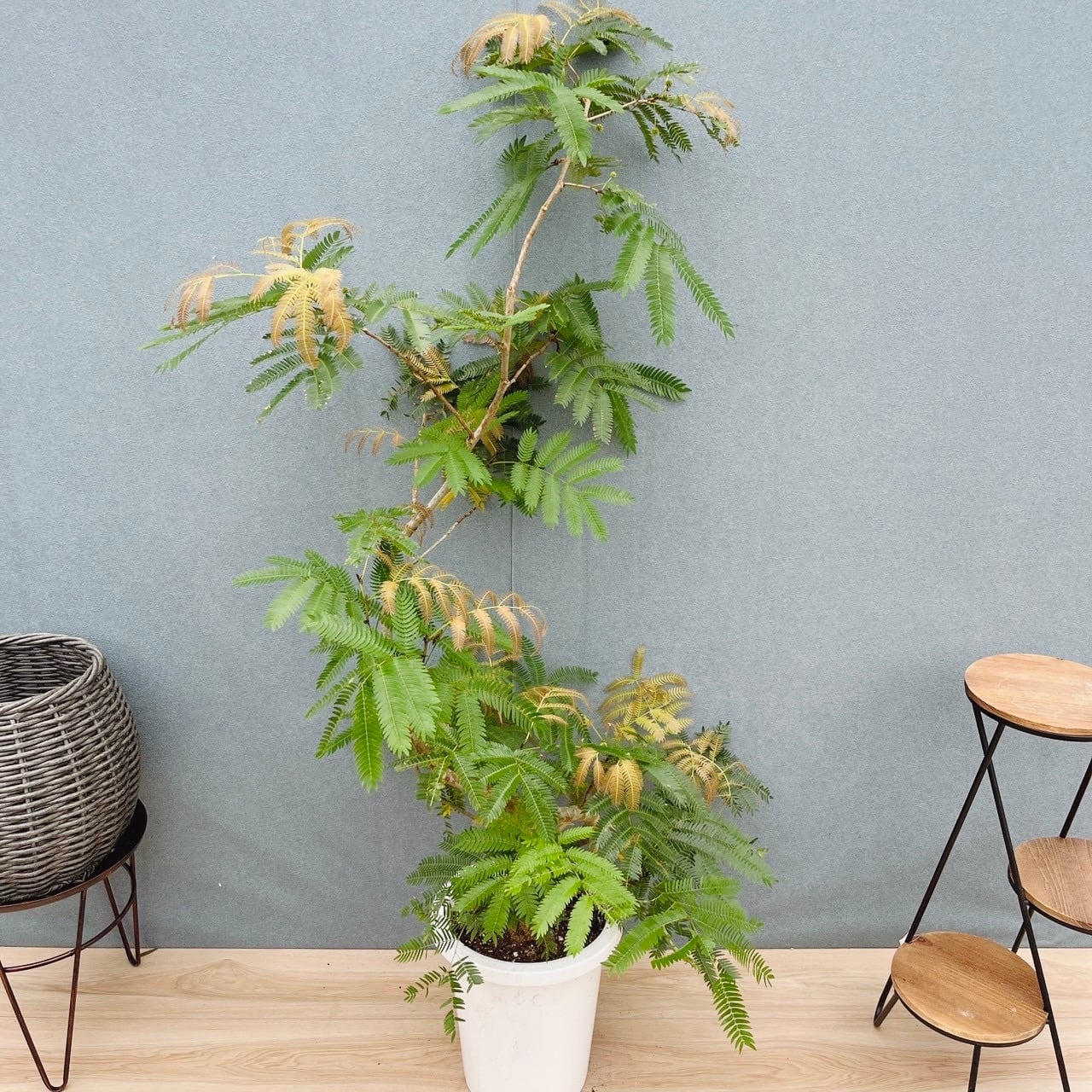 現品］81番 エバーフレッシュ 曲がり 8号 観葉植物 室内 大型 人気