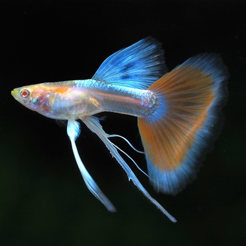 【現物】上物RREAアクアマリンレッドテールタキシードリボン　1カルテット