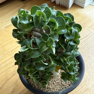 アデニウム　巻葉