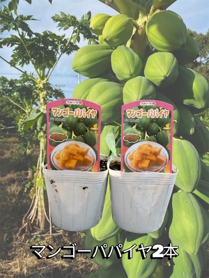 「マンゴーパパイヤ2本セット」青パパイヤ苗