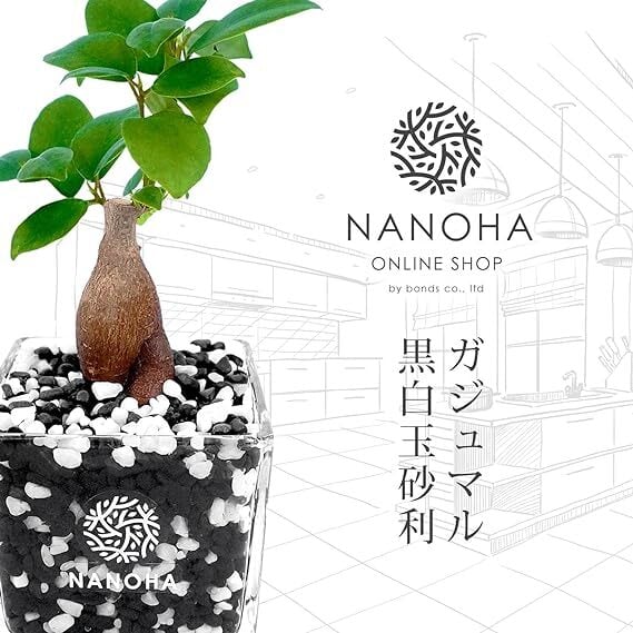 ガジュマル】お洒落な砂利で育てる観葉植物・虫が湧きにくく衛生的