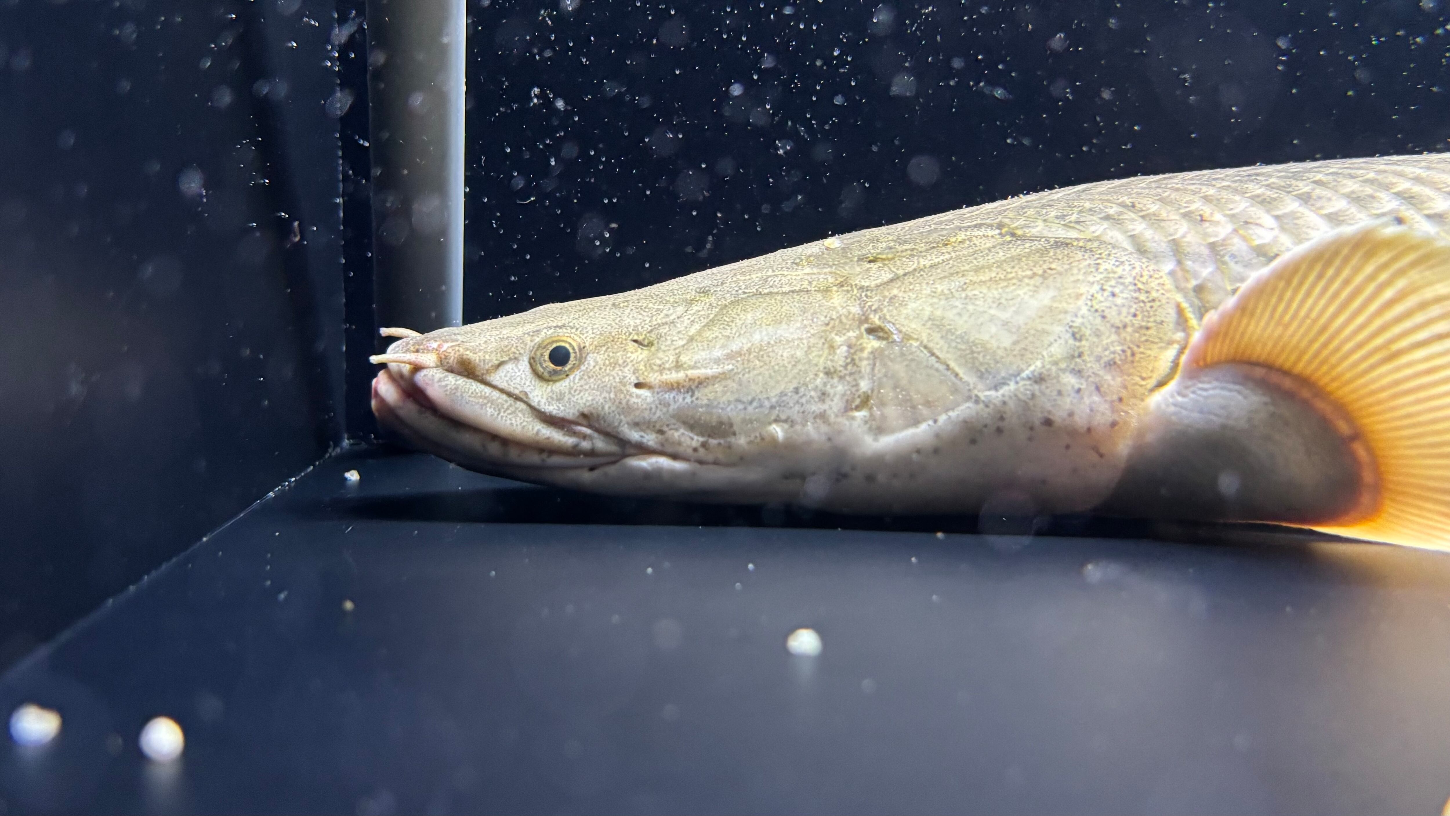 ★わいるどもんオリジナル★流動式フィルター【60cmサイズ】 砂、ホース付き‼︎ わいるどもんオリジナル 流動式フィルター 60cmサイズ 単品 | アフリカ